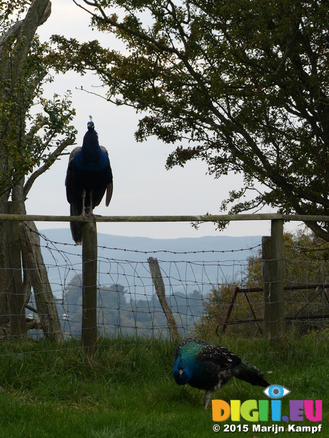 FZ022510 Peacocks (Pavo cristatus) on campsite